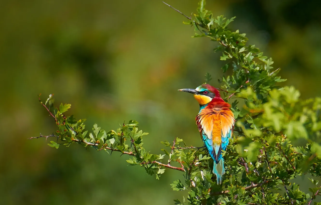 Photo wallpaper branches, background, bird, European bee-eater