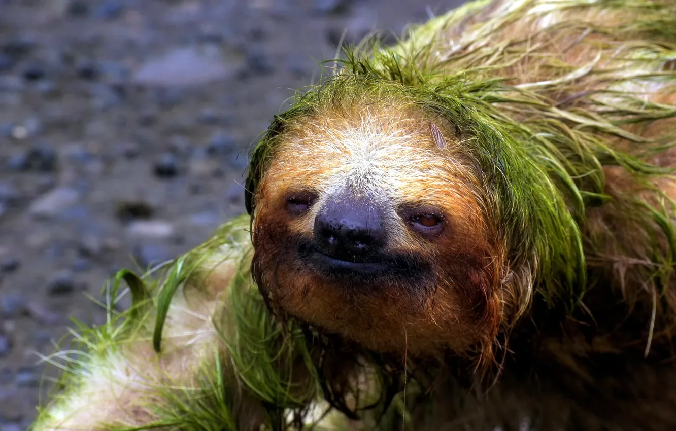 Photo wallpaper nature, background, beast