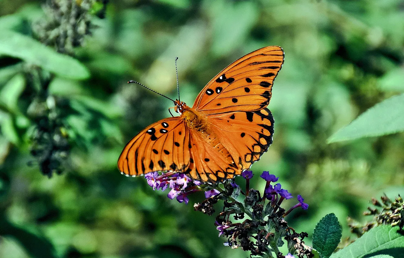 Photo wallpaper flowers, macro, butterfly, wings, beautiful, closeup
