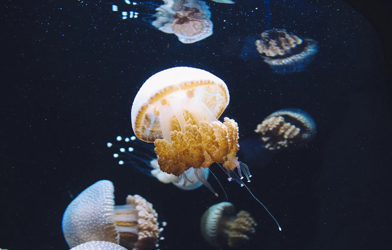 Photo wallpaper water, aquarium, jellyfish, a lot