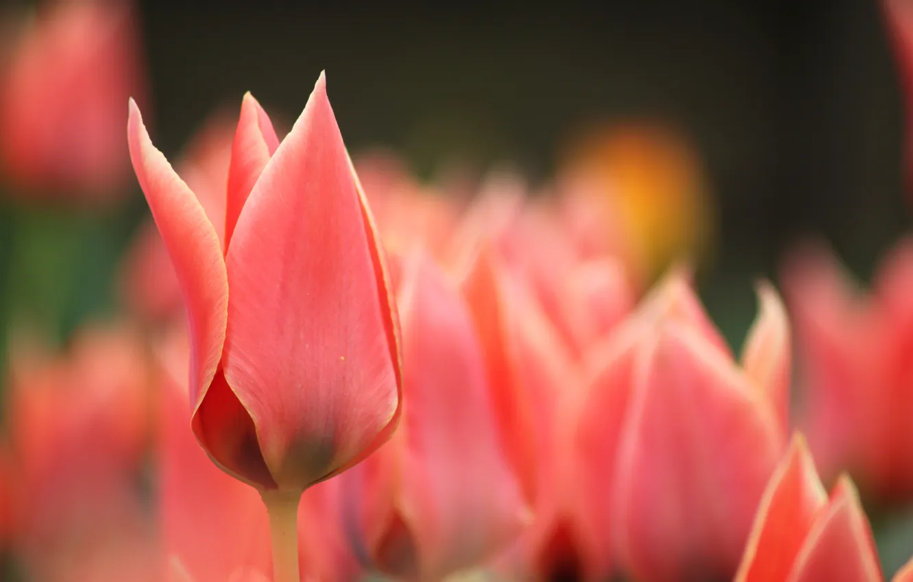 Photo wallpaper macro, flowers, spring, blur, tulips, red, pink, buds