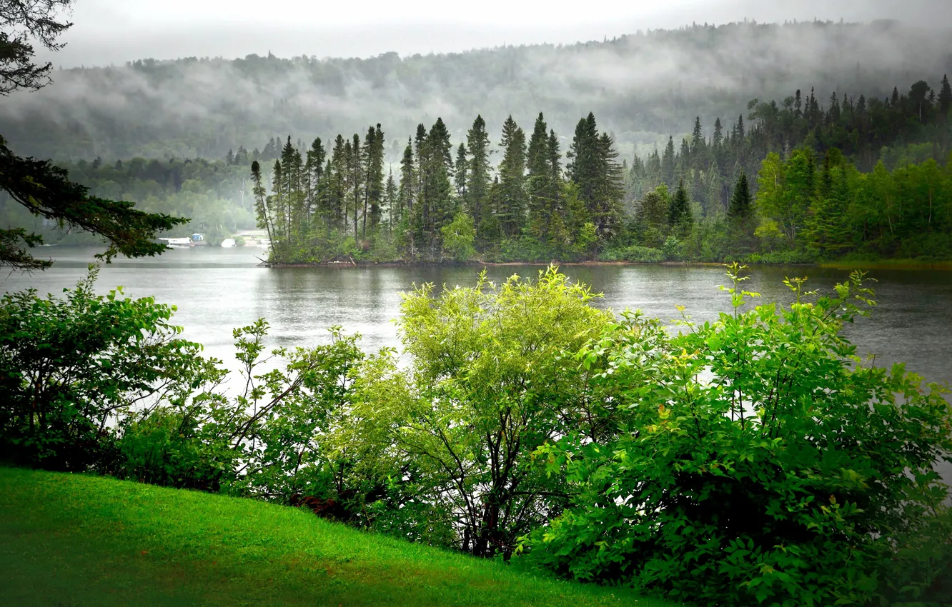 Photo wallpaper greens, forest, summer, fog, lake, shore, ate, the bushes