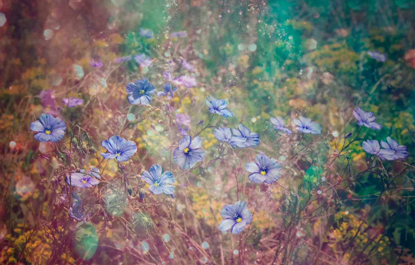 Photo wallpaper grass, flowers, blur