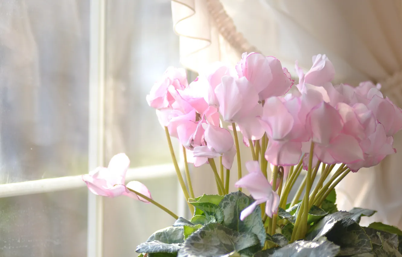Photo wallpaper flowers, house, window, pink, cyclamen