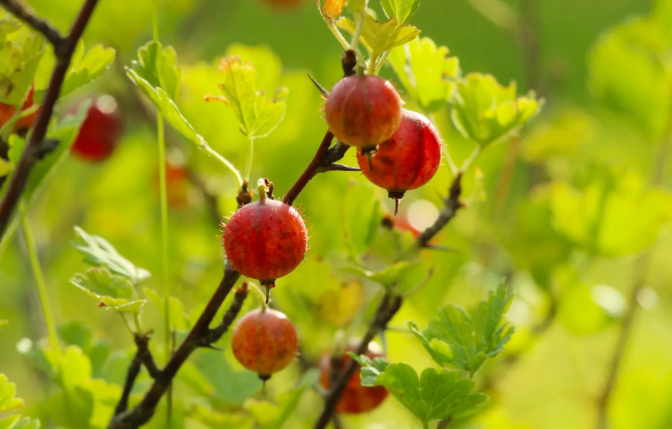 Photo wallpaper fruit, twig, gooseberry