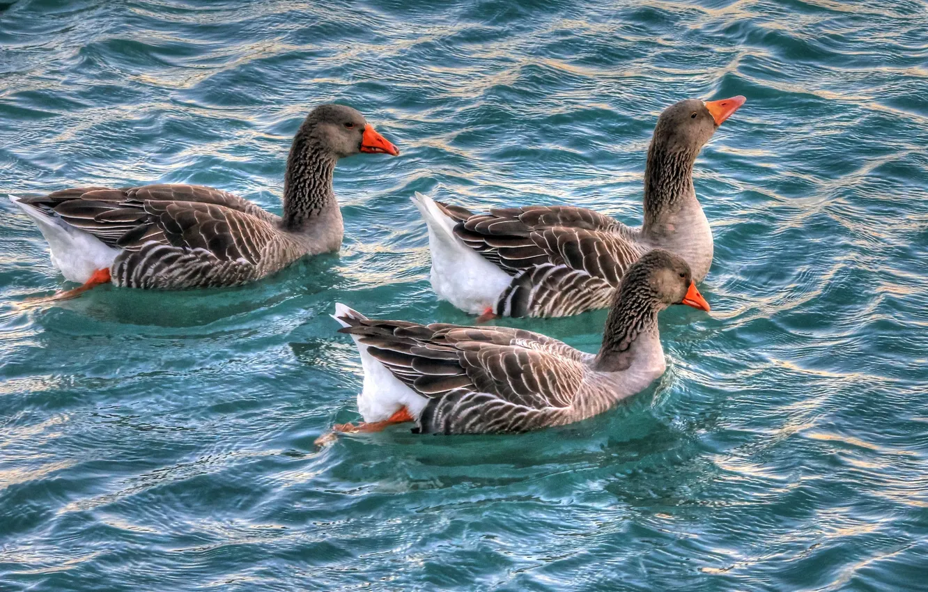 Photo wallpaper water, nature, bird, geese