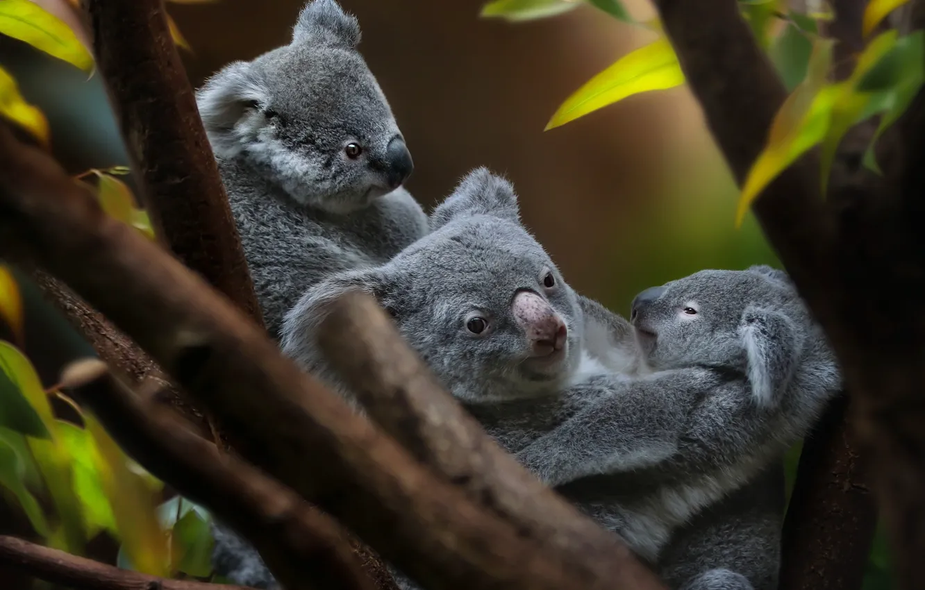 Photo wallpaper cub, Koala, cute