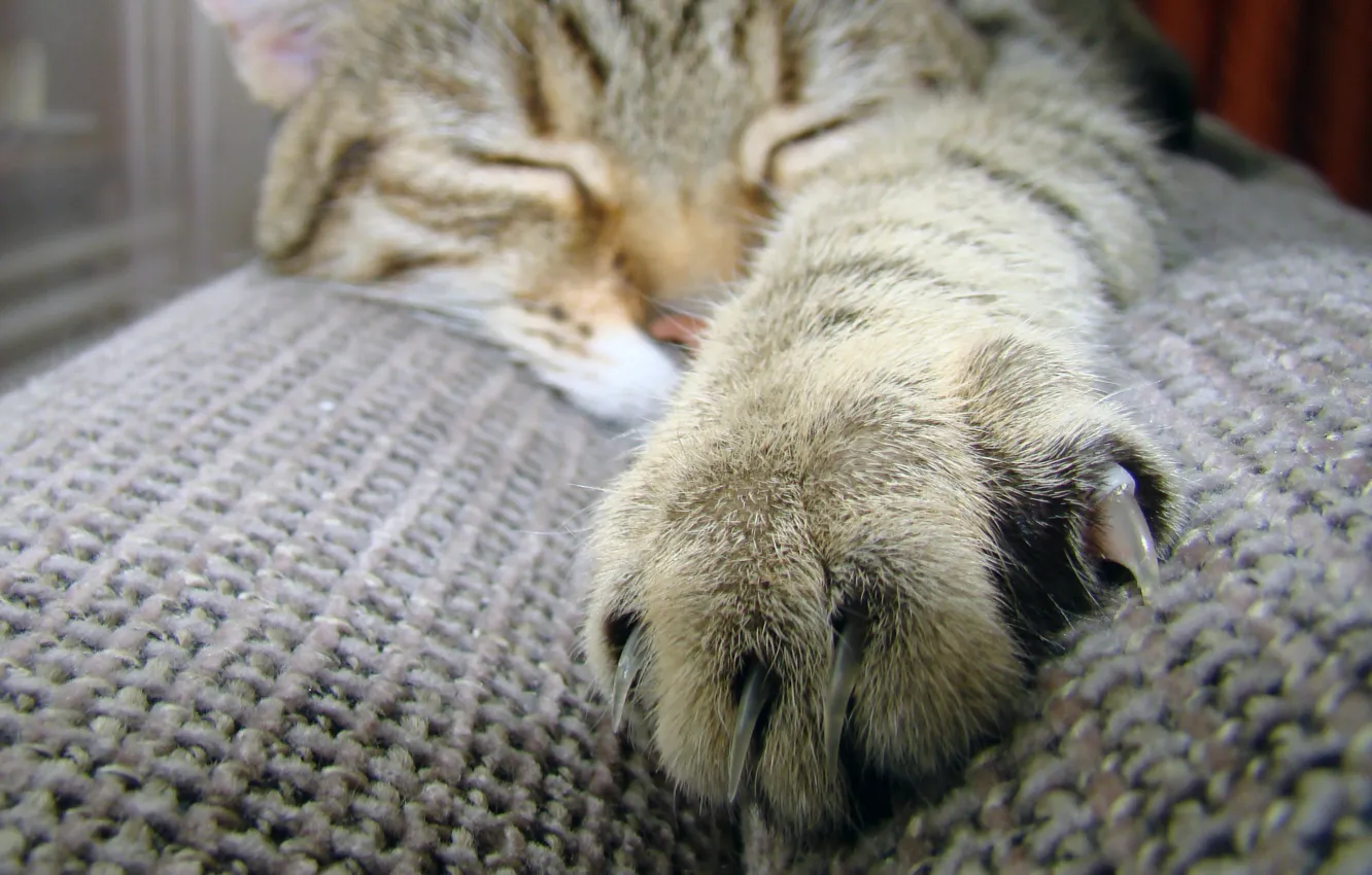 Photo wallpaper cat, cat, macro, paw, wool, sleeping, claws, claw