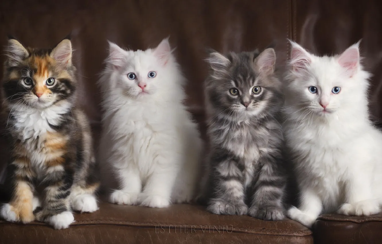 Photo wallpaper sofa, four, kittens