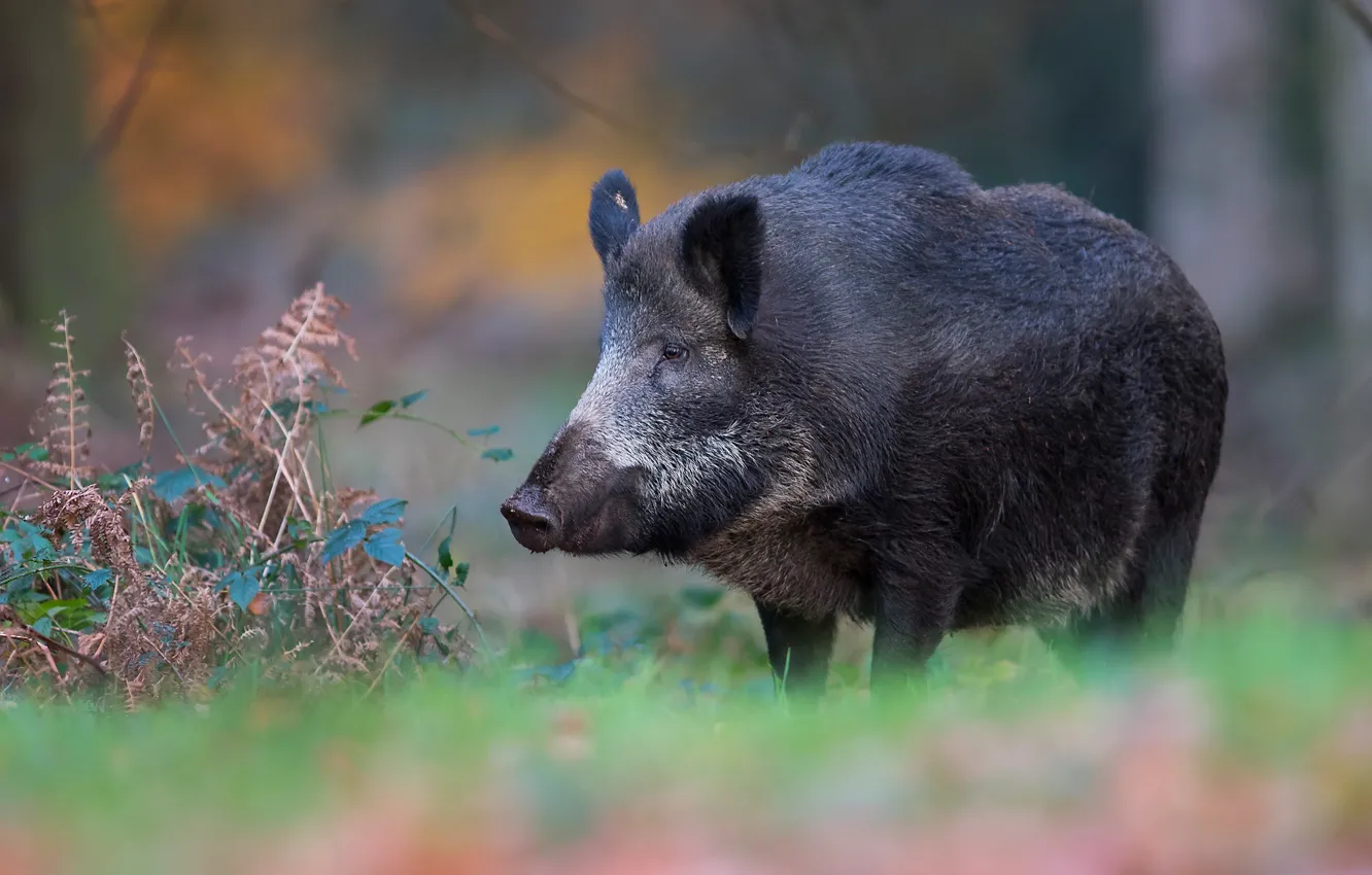 Photo wallpaper look, face, black, plant, pig, boar, fern, wildlife