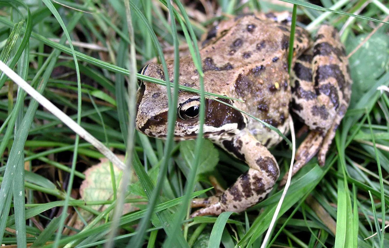 Photo wallpaper summer, grass, frog, amphibian, amphibian