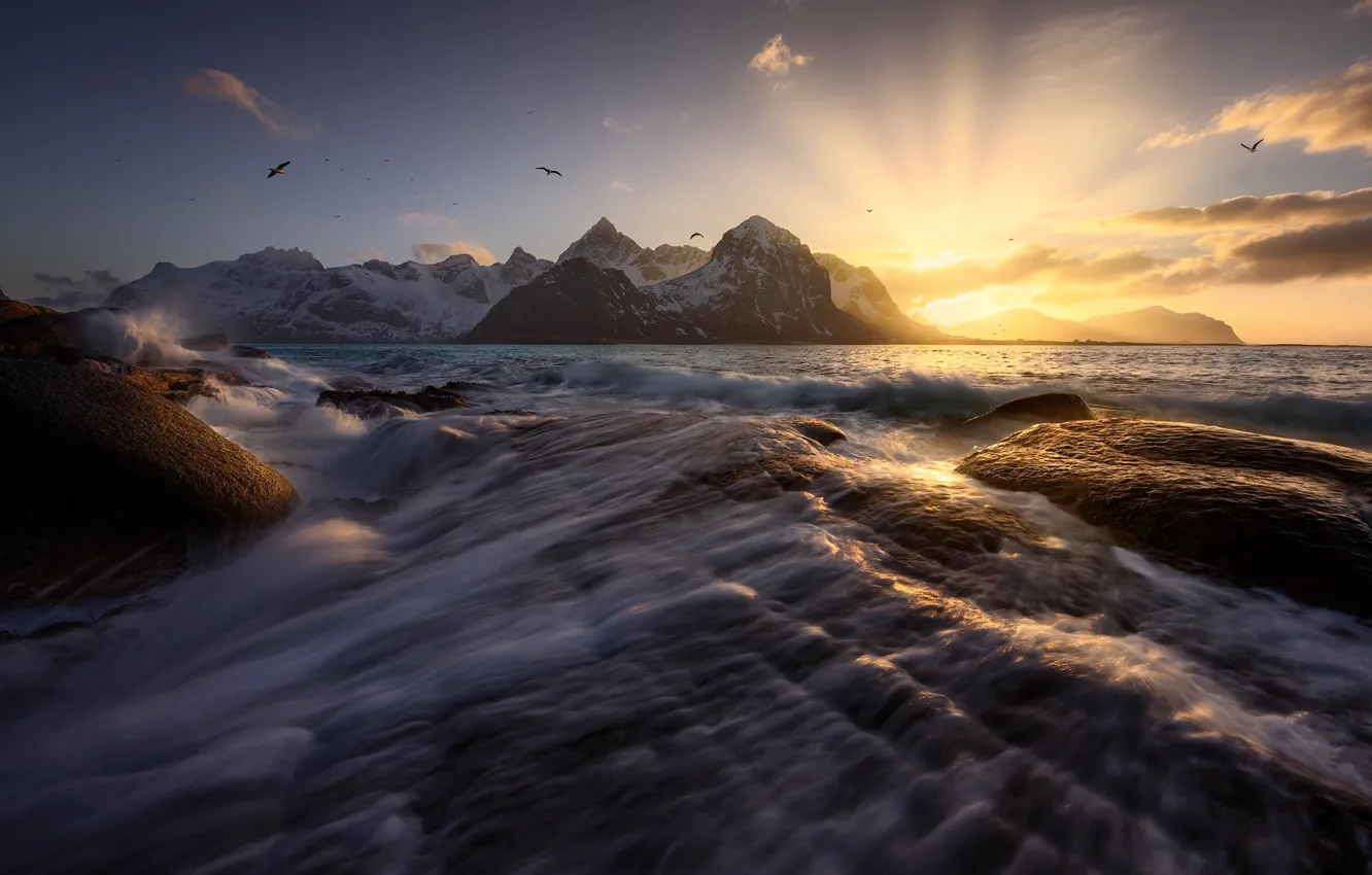 Photo wallpaper sea, wave, seagulls