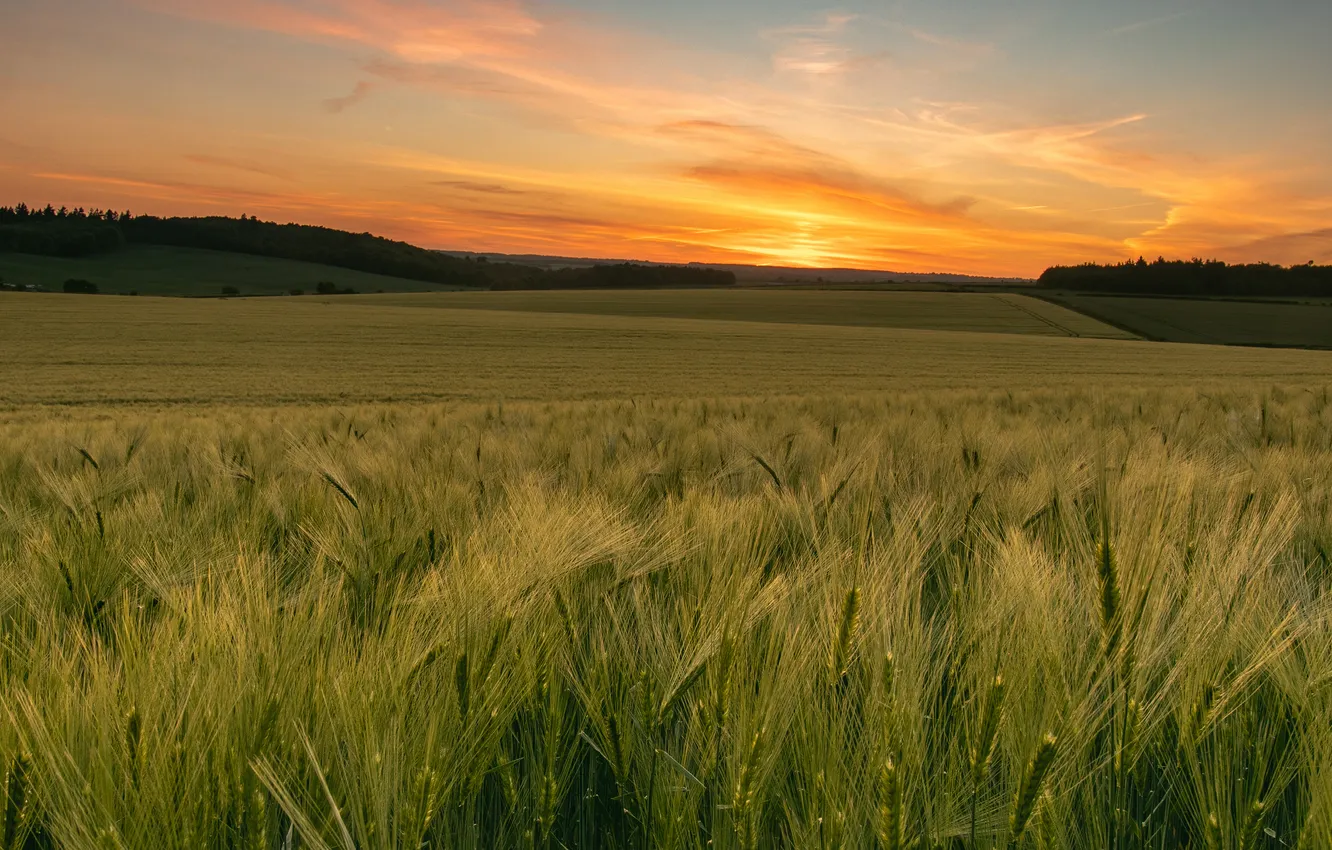 Photo wallpaper field, rye, dal, ears