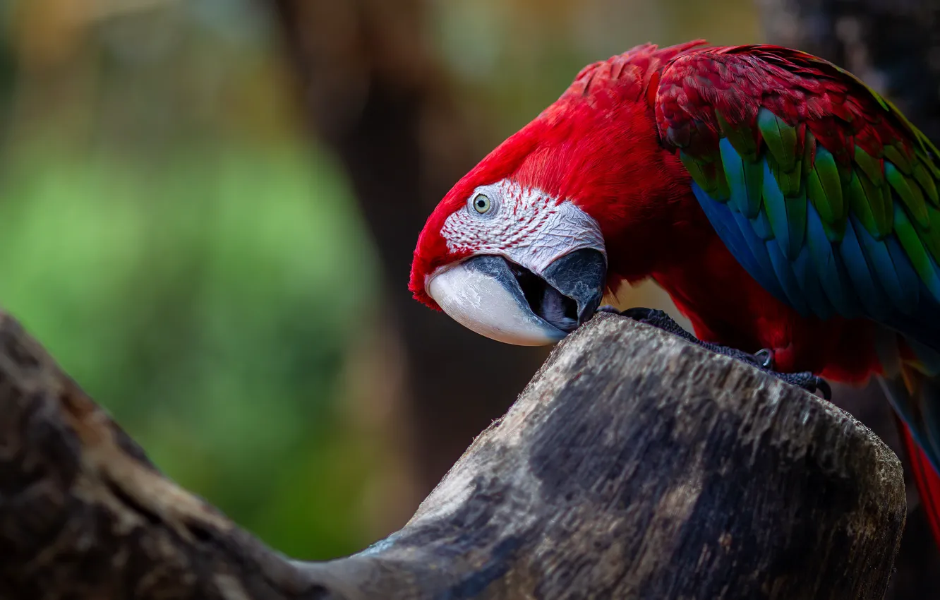 Photo wallpaper red, the dark background, tree, bird, parrot, Ara