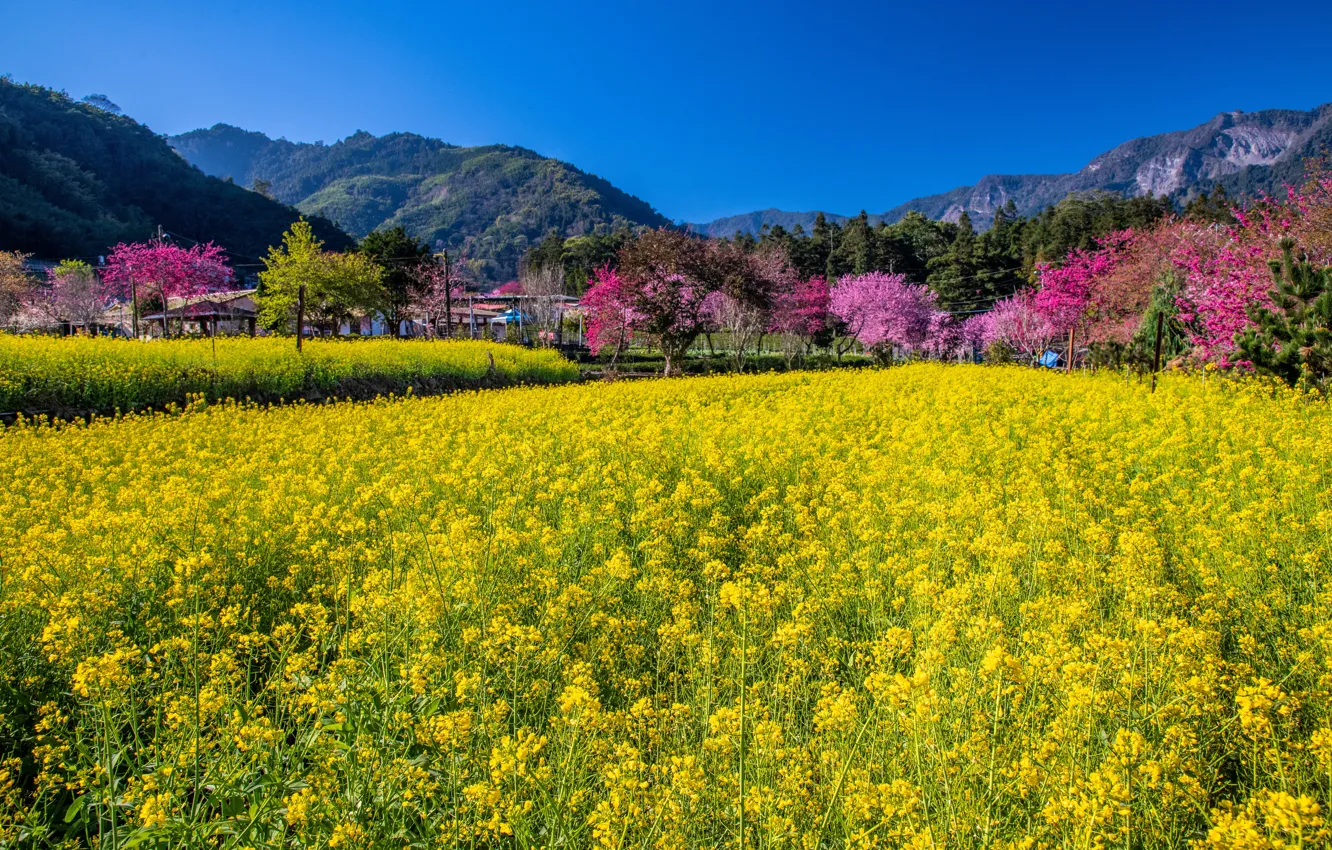Photo wallpaper flowers, Asia, spring, rape, rapeseed field