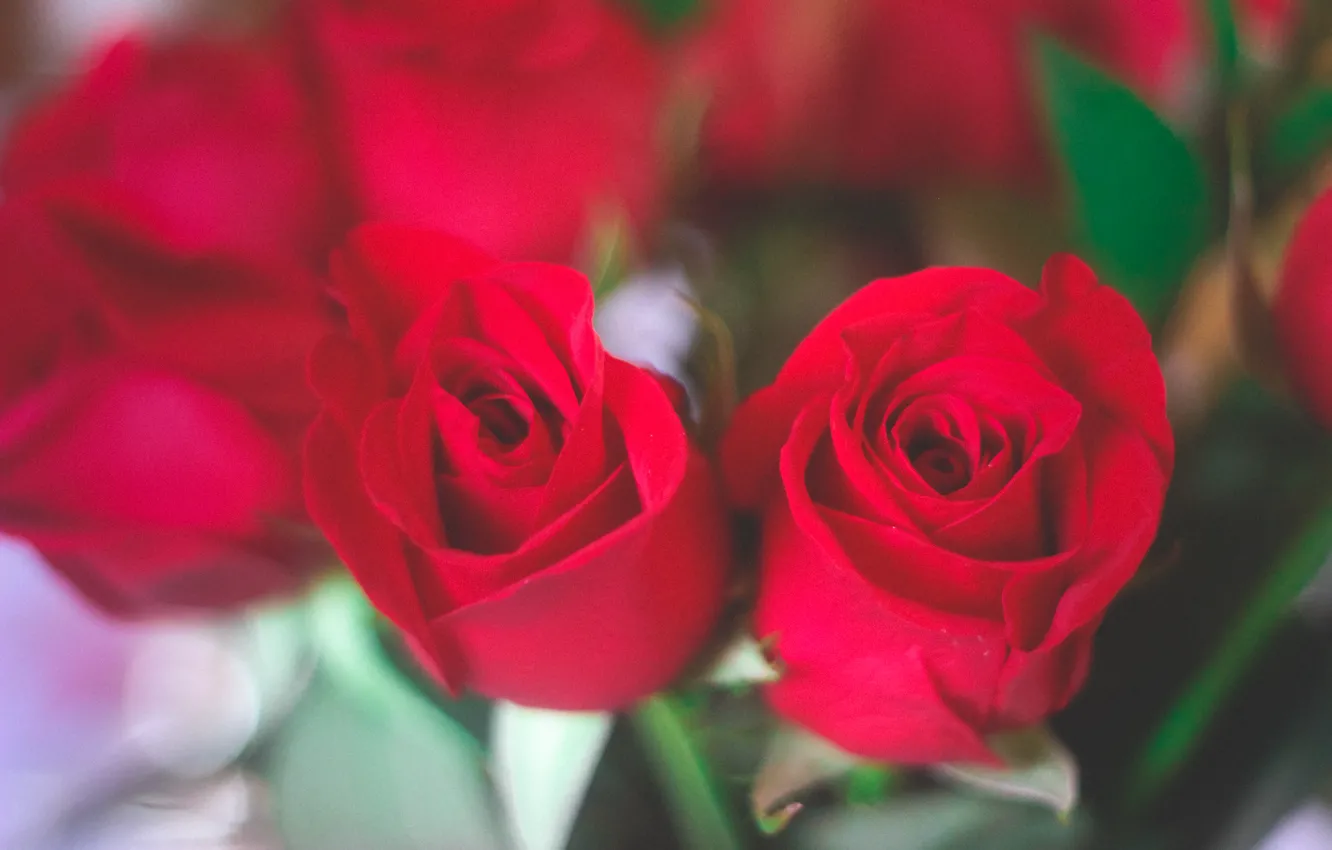 Photo wallpaper flowers, roses, red