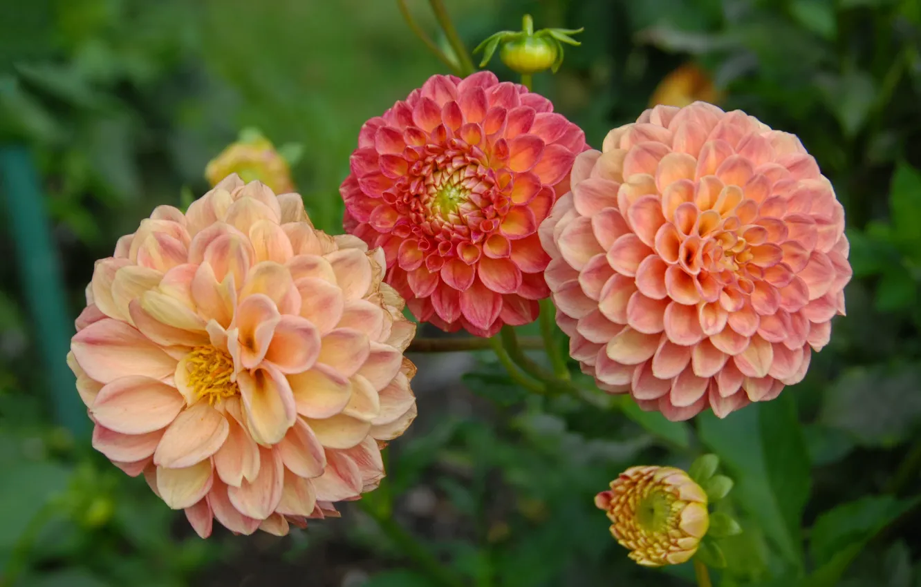 Photo wallpaper orange, flowers, garden, trio, dahlias