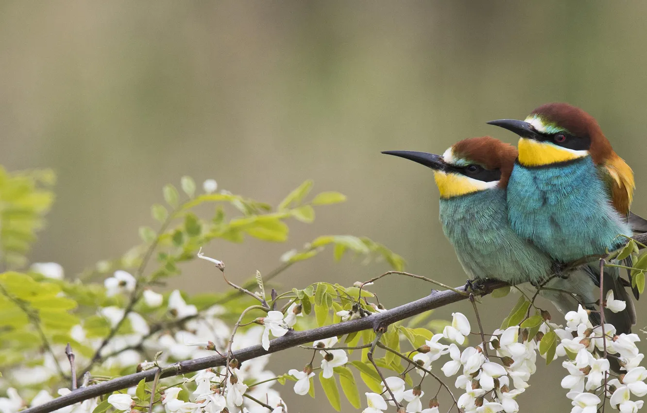 Photo wallpaper branches, bird, garden, pair, European bee-eater