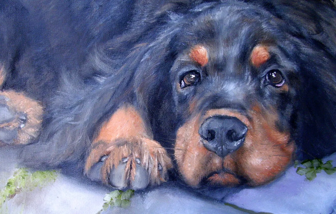 Photo wallpaper look, pose, oil, portrait, dog, painting, face, canvas