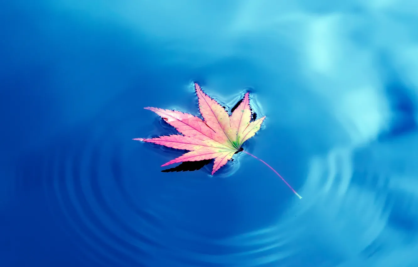Photo wallpaper water, Autumn, water, Autumn, maple leaves, maple leaf