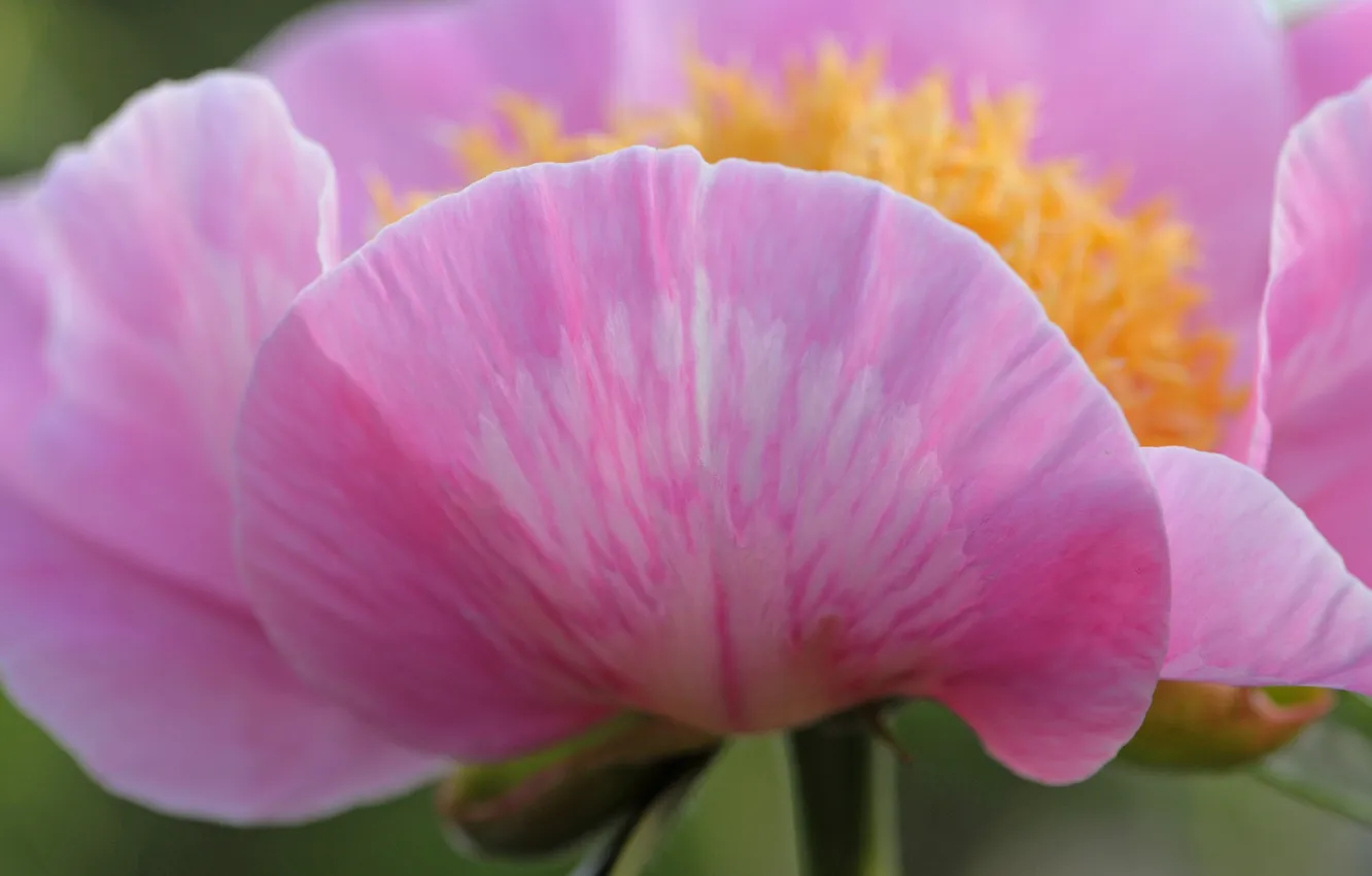 Photo wallpaper flowers, nature, plant, petals