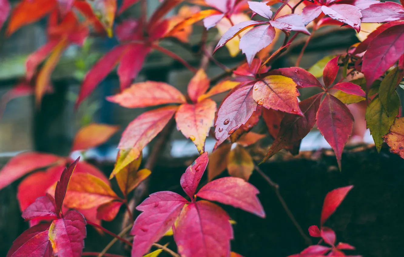 Photo wallpaper autumn, leaves, paint, color, branch