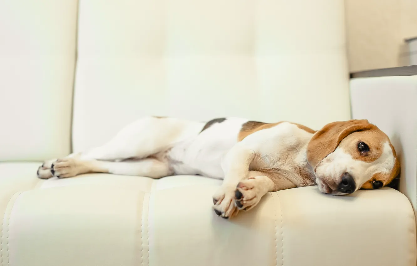 Photo wallpaper dog, puppy, puppy, dog, pet, dogs, Beagle, beagle