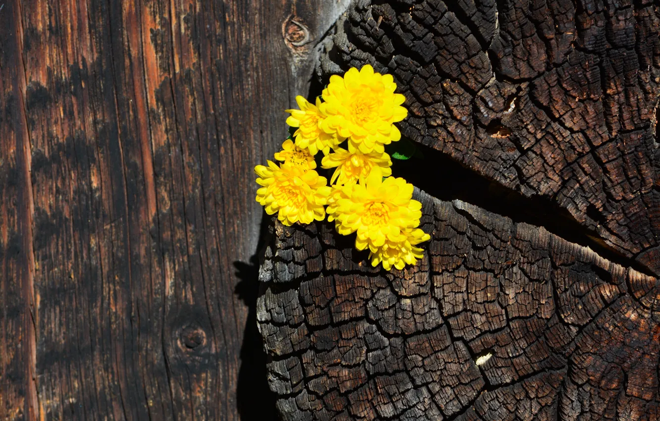 Photo wallpaper flowers, cracked, log