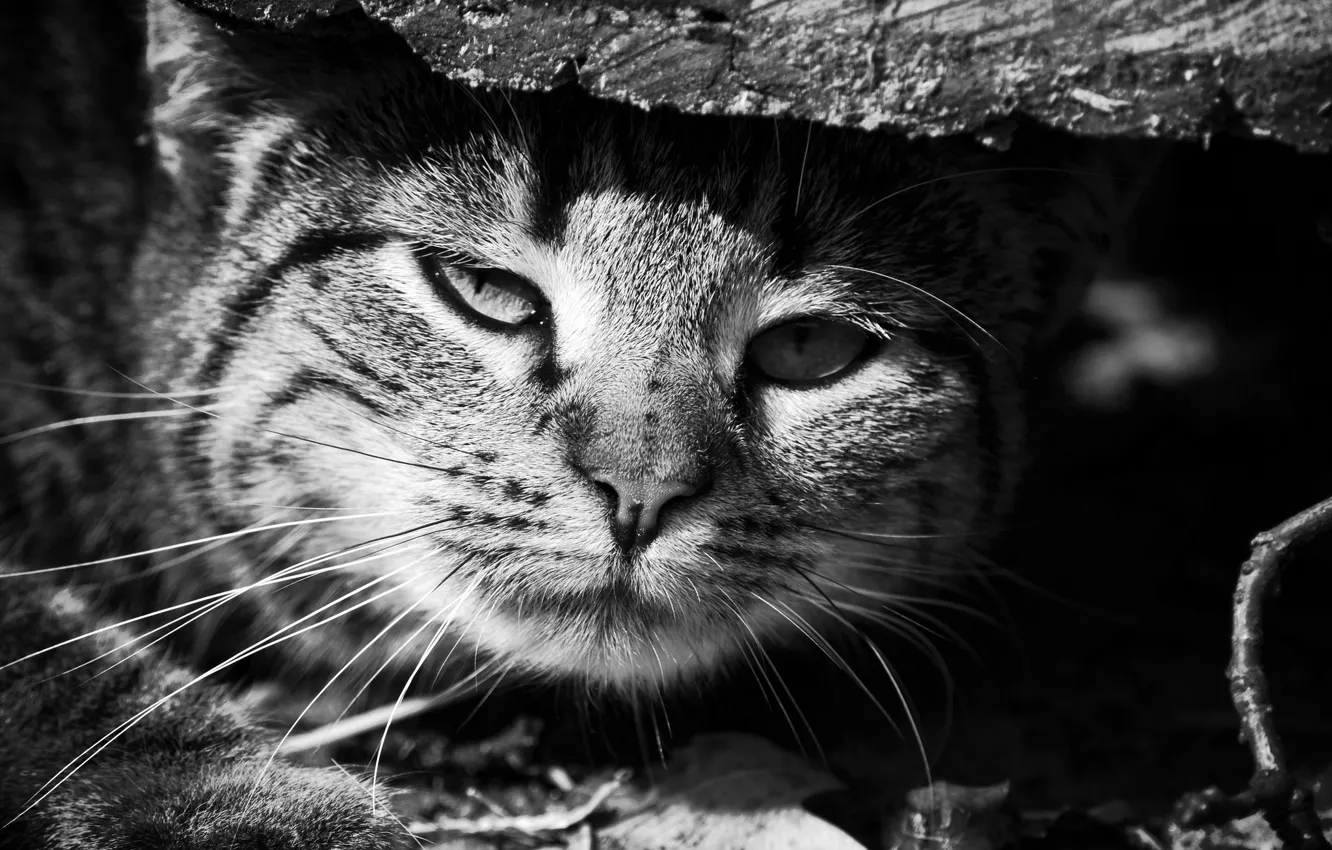 Photo wallpaper eyes, look, face, wild cat