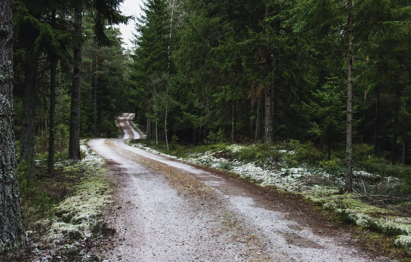 Photo wallpaper road, forest, nature