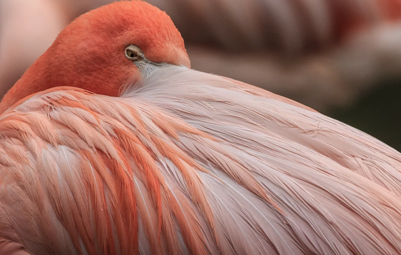 Photo wallpaper pink, bird, feathers, Flamingo