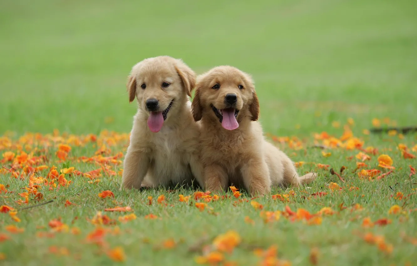 Photo wallpaper grass, flowers, Park, cute, puppy, golden, happy, lawn