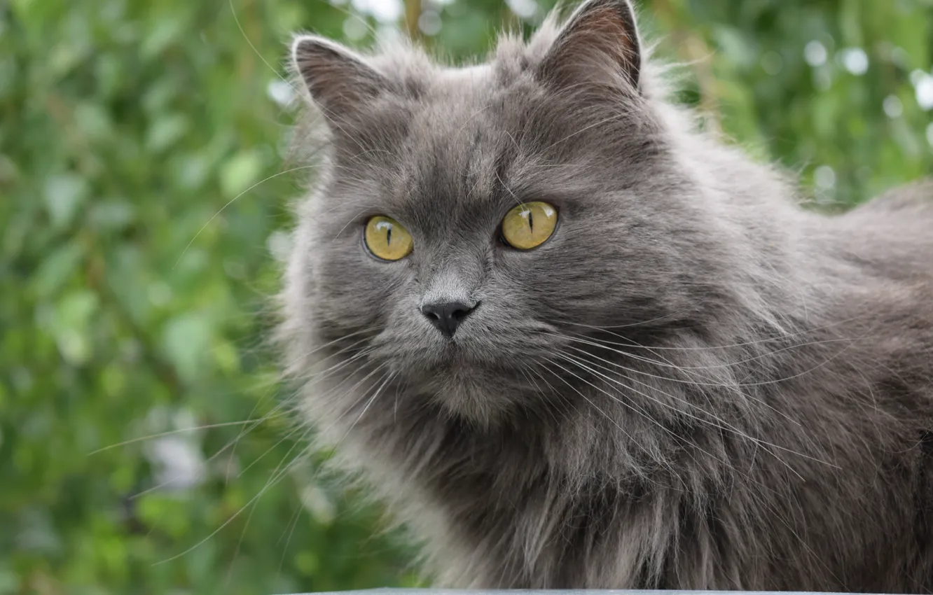 Photo wallpaper cat, look, grey, focus, nikon, Boke