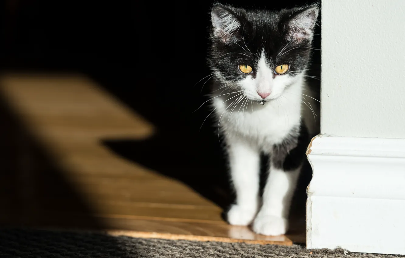 Photo wallpaper drops, shadow, kitty, cat