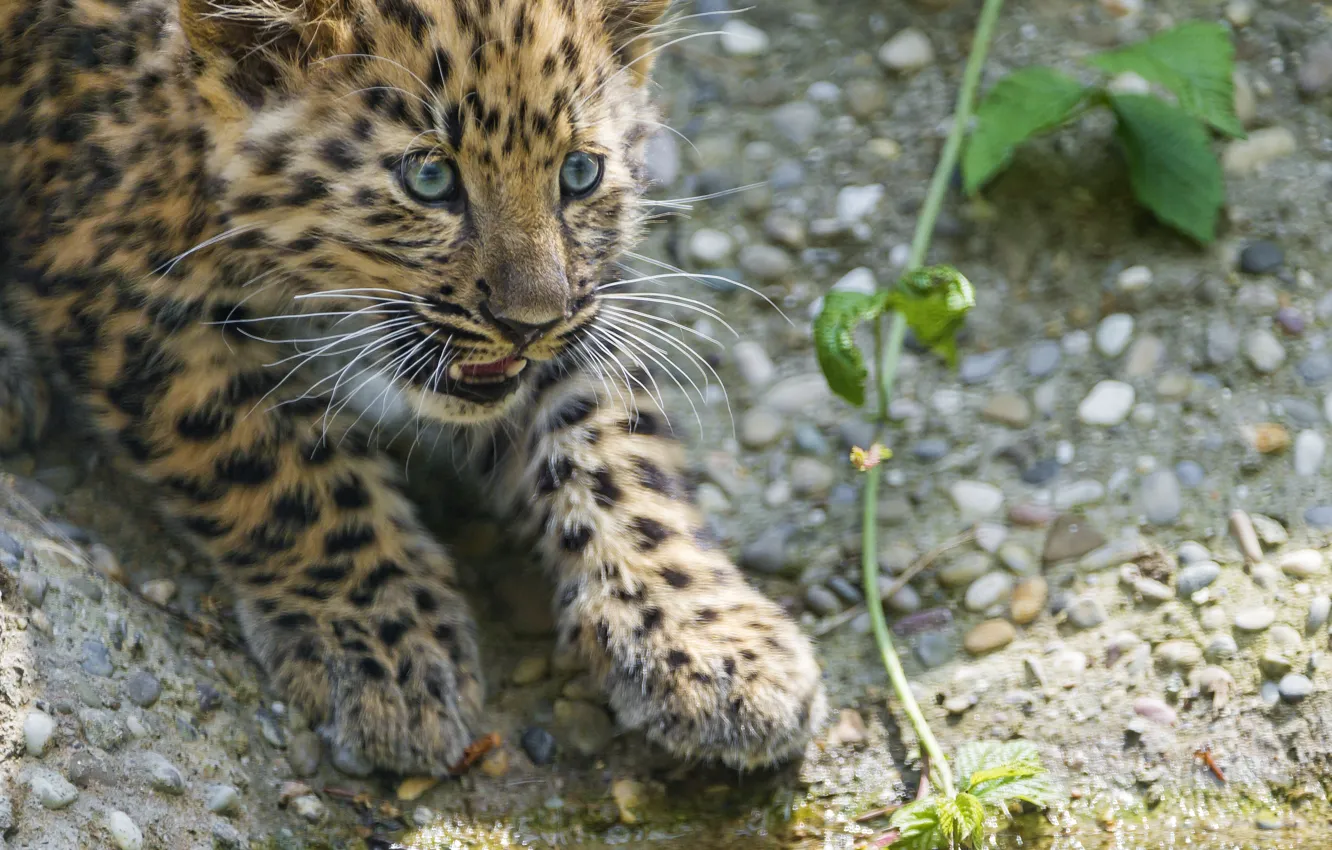 Photo wallpaper cat, look, stones, leopard, cub, kitty, Amur, ©Tambako The Jaguar
