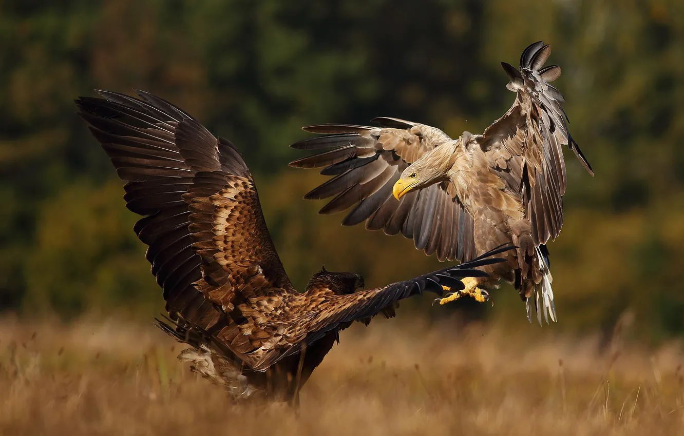 Photo wallpaper autumn, birds, nature, predators, pair, the eagles, showdown, Lukasz Sokol