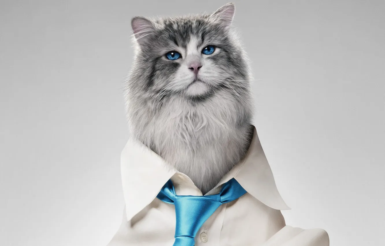 Photo wallpaper cinema, nothing, dead, cat, movie, animal, hair, film