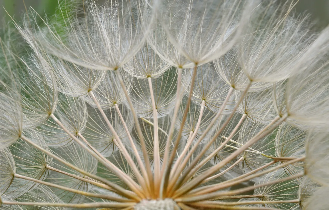 Photo wallpaper flower, dandelion, blade of grass