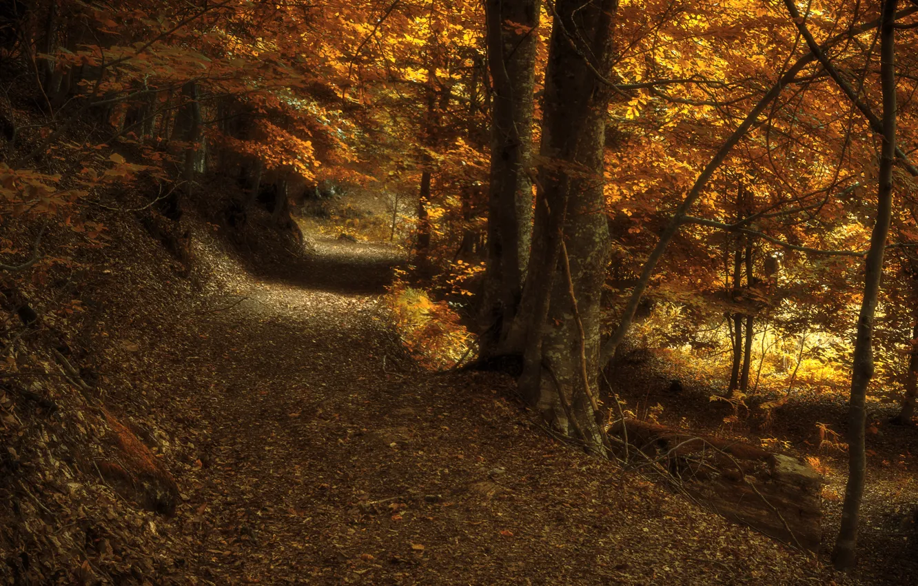 Photo wallpaper road, autumn, nature, Park