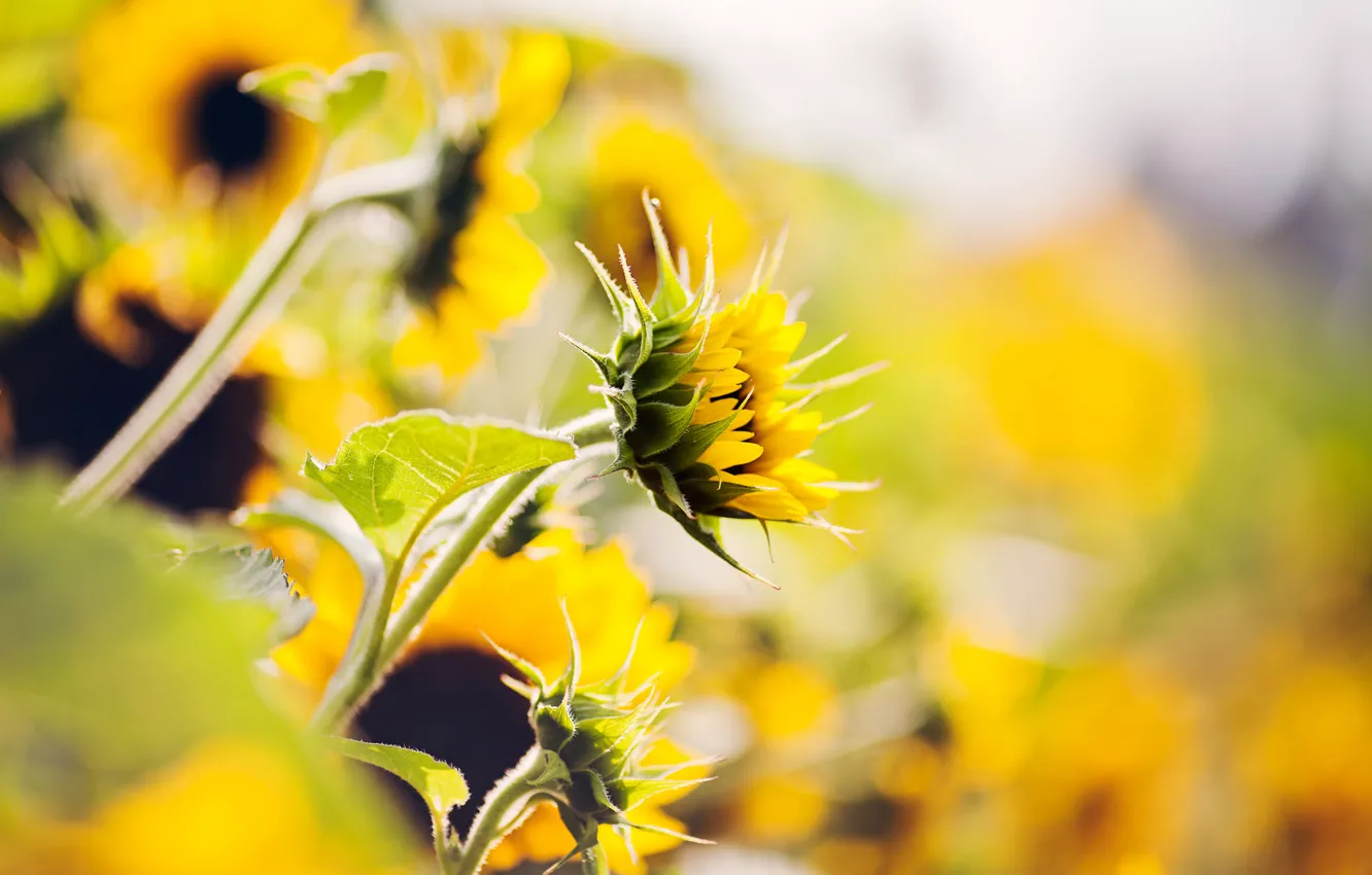 Photo wallpaper summer, sunflowers, nature