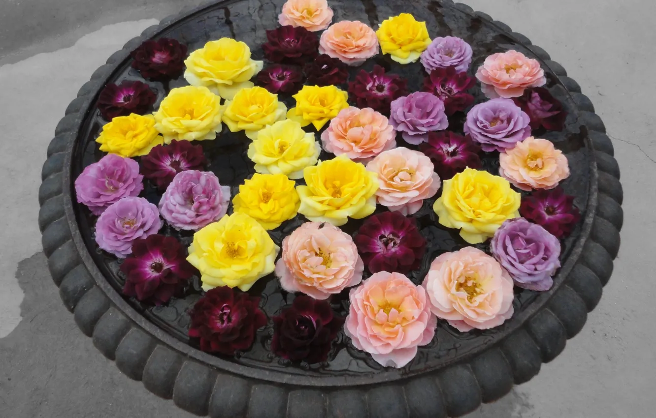Photo wallpaper Roses, Roses, Colors