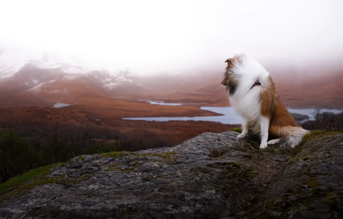 Photo wallpaper nature, pose, dog, collie, Sheltie