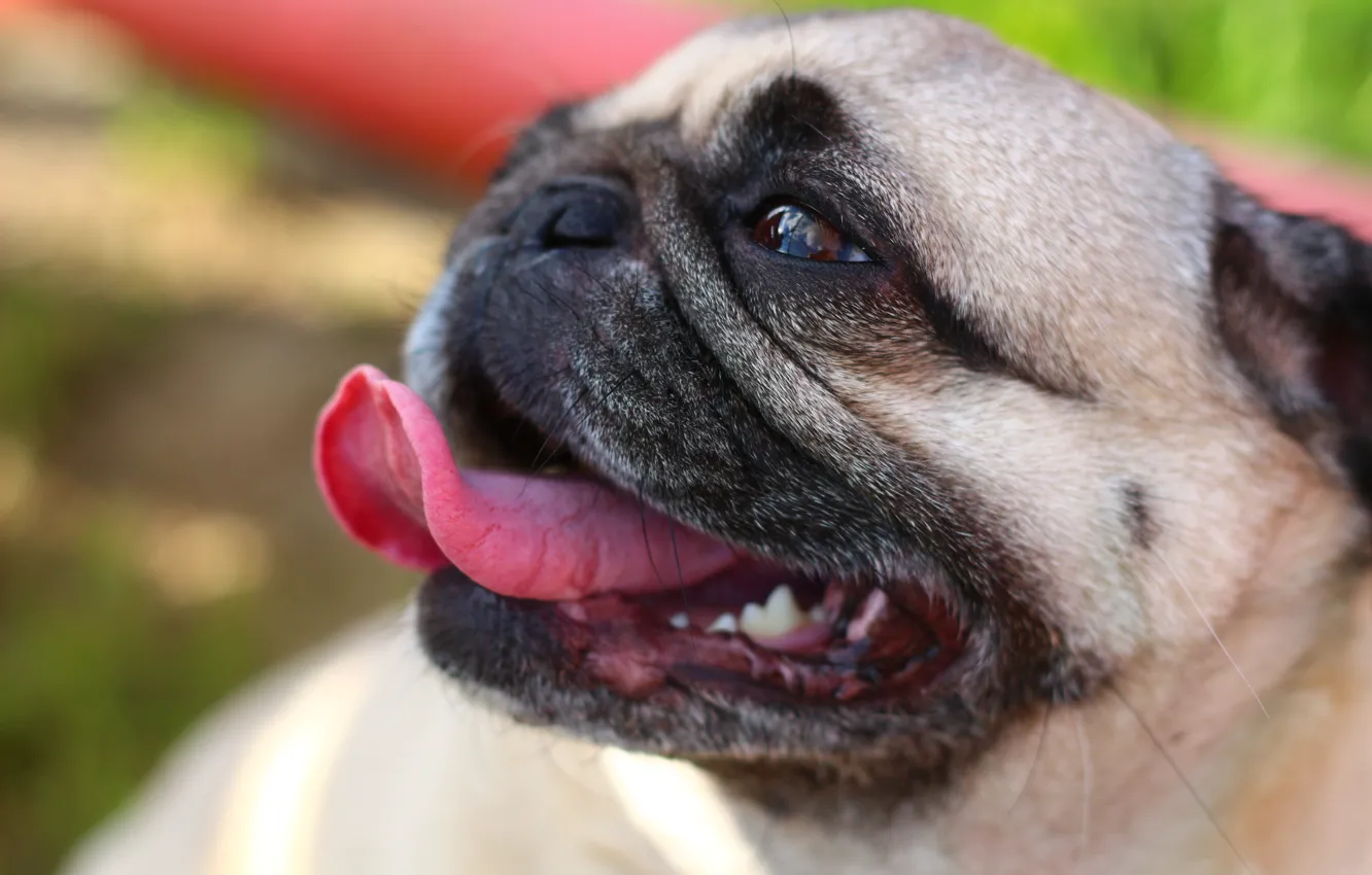Photo wallpaper animal, dog, pug