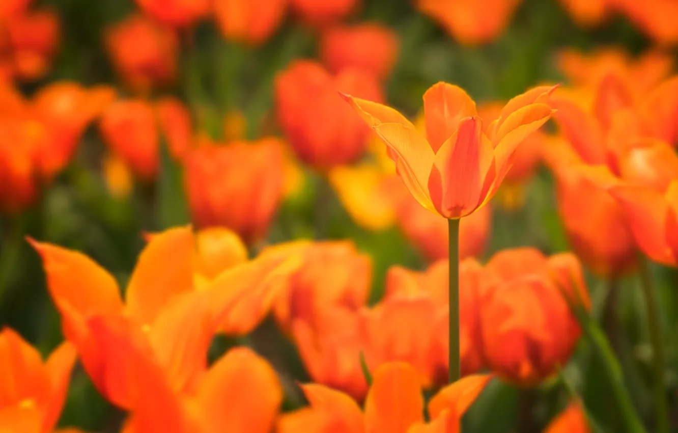 Photo wallpaper petals, tulips, orange, bokeh