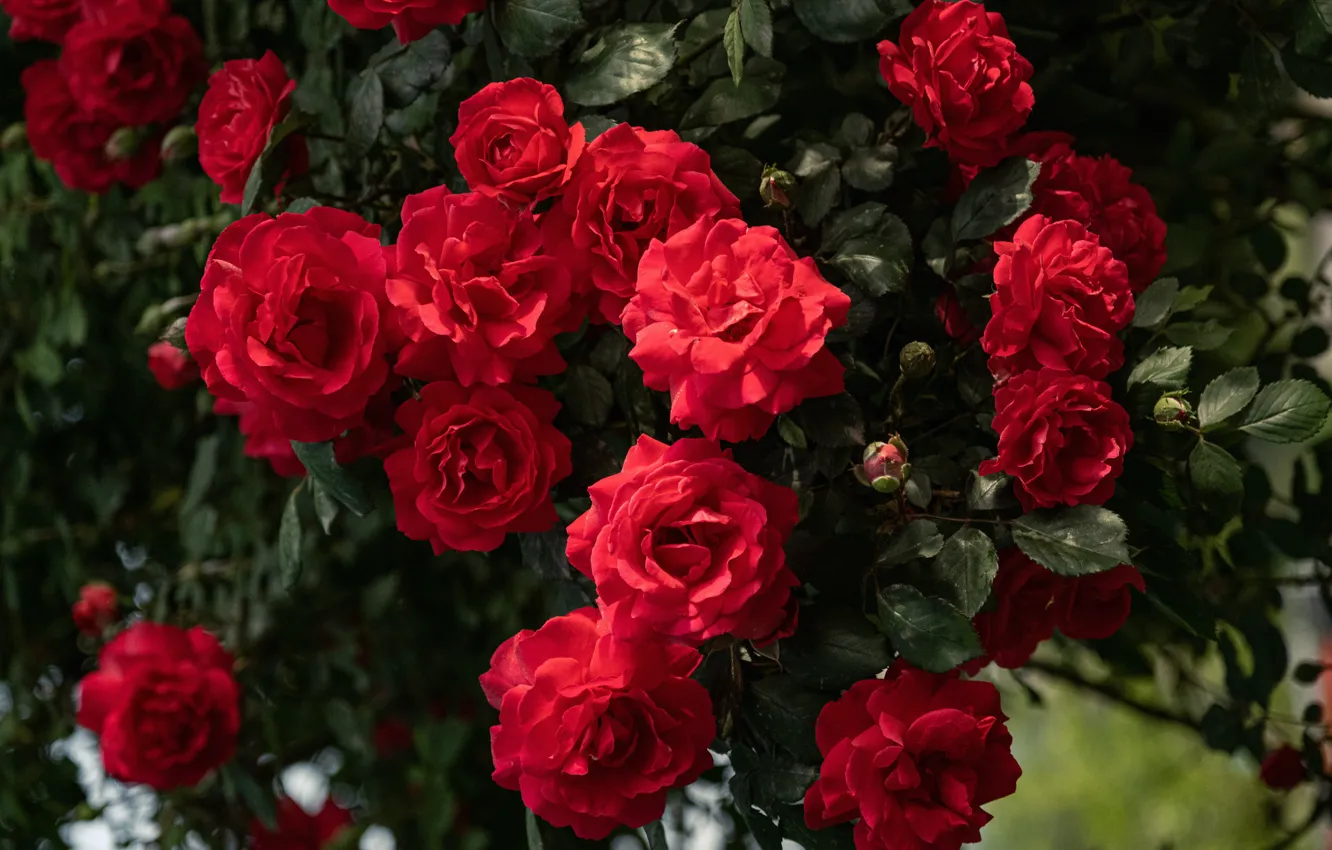 Photo wallpaper leaves, flowers, branches, red, bright, roses, garden, rose Bush