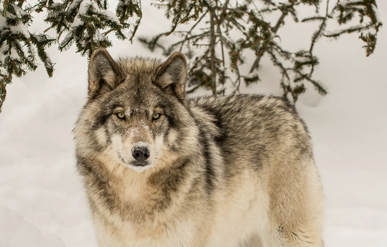 Photo wallpaper winter, look, wolf, predator, the orderly forest