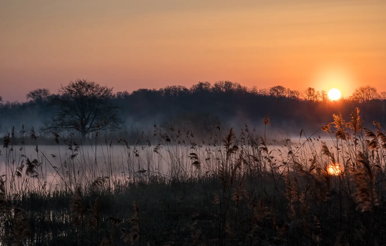Photo wallpaper forest, the sky, grass, the sun, light, sunset, nature, fog