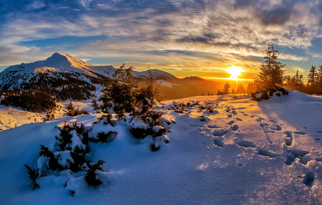 Photo wallpaper winter, forest, the sky, the sun, clouds, rays, light, snow