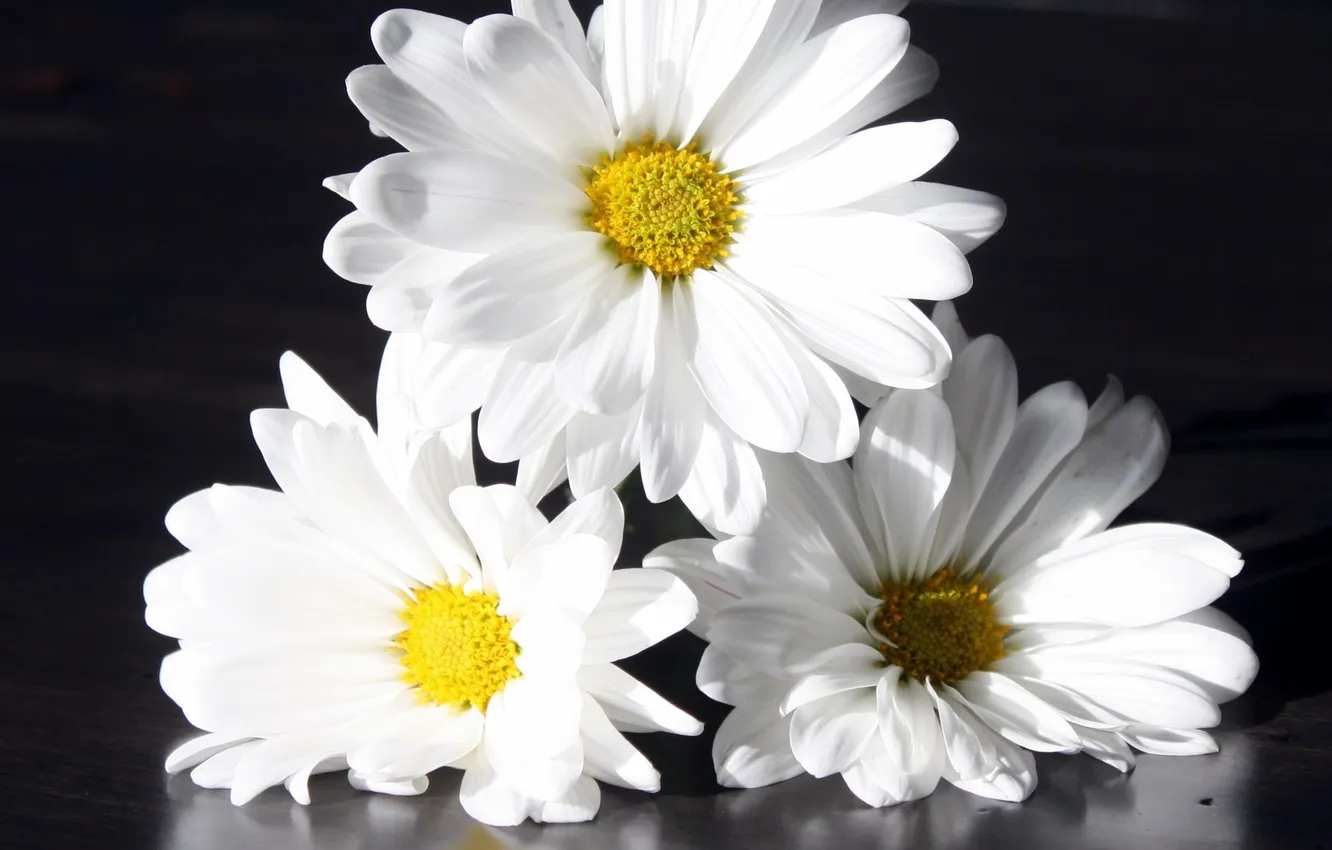 Photo wallpaper flowers, reflection, chamomile, petals