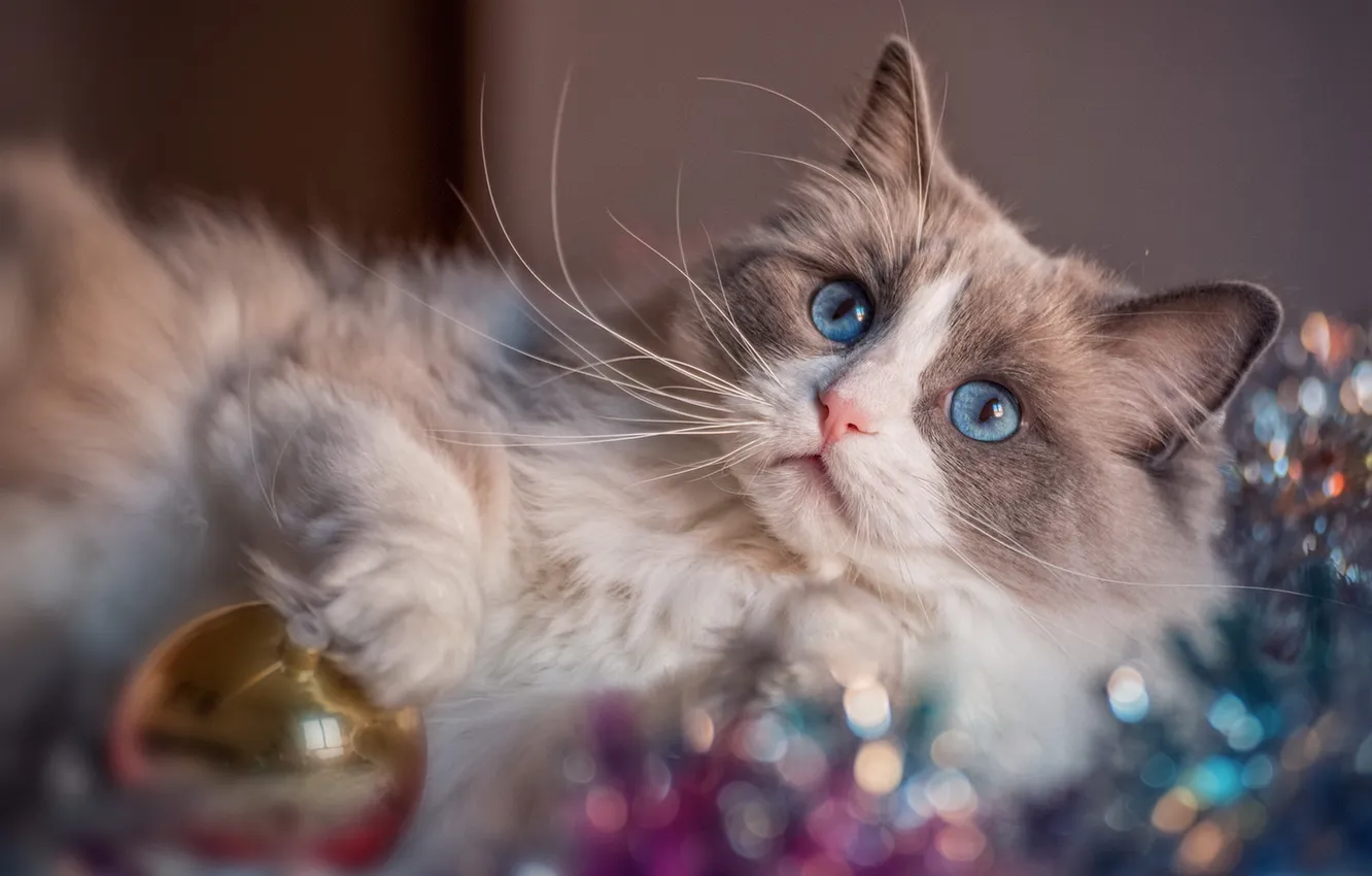 Photo wallpaper cat, look, background